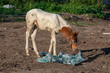 A foal sniffing trash in the summer.