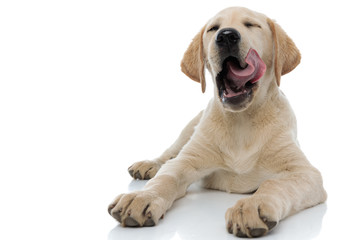 Wall Mural - super pleased labrador retriever puppy dog licking its nose