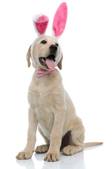 Wall Mural - panting labrador retriever wearing easter bunny costume looks to side