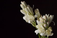 Beautiful Flowers - Tuberose Or Agave Amica (Polianthes Tuberosa)