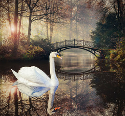 Poster - Heart shape of swans love mate for life in scenic view of misty pond autumn romantic landscape with beautiful old bridge in the garden with sun rays and fog.