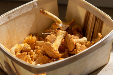 Wall Mural - Several chanterelles in a wooden basket in the kitchen 