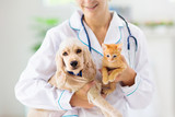 Fototapeta  - Vet with dog and cat. Puppy and kitten at doctor.