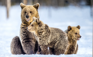 Wall Mural - She-Bear and bear cubs on the snow. Brown bears  in the winter forest. Natural habitat. Scientific name: Ursus Arctos Arctos.