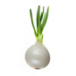 single white onion with green leaves isolated on white backgound