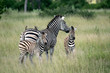Mother zebra with oxpeckers on its back with twin foals.  Image taken on the Okavango Delta, Botswana.
