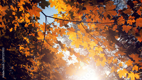 Foto-Lamellenvorhang - Red maple leaves on an autumn sunny day. (von sergofan2015)