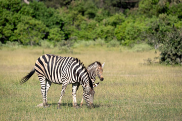 Wall Mural - mother zebra with foal. image taken in the okavango delta, botswana.