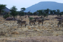 Hartmann's Mountain Zebra (Equus Zebra Hartmannae) - Namibia Africa