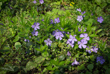 Blue Botanical Periwinkle Plant Or Vinca Minor Close Up