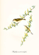 Two Cute Birds On Two Yellow Flowered Thin Single  Isolated Branches. Old Colorful And Detailed Illustration Of Willow Warbler (Phylloscopus Trochilus ). By John Gould Publ. In London 1862 - 1873