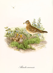 Bird bringing food to its children in a outdoor nest hided in the ground vegetation. Hand colored old illustration of Eurasian Skylark (Alauda arvensis). By John Gould publ. In London 1862 - 1873