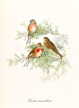 Three Little Cute Sparrows On A Single Pine Branch. Vintage Hand Colored Botanical And Faunistic Illustration Of Common Linnet (Linaria Cannabina). By John Gould Publ. In London 1862 - 1873