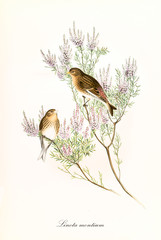 Wall Mural - Couple of cute little birds on a thin pink flowered plant. Vintage hand colored botanical and faunistic illustration of Common Linnet (Linaria cannabina). By John Gould publ. In London 1862 - 1873