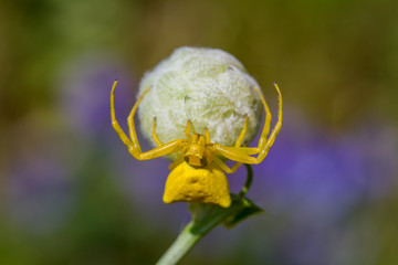 yellow spider on net
