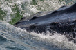 Extreme closeup of humpback whale tubercule