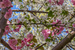 Looking up through multicolored cherry blossom canopy