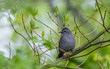 Grey catbird perched in tree