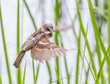 Sparrow hunting among grasses with insect in beak