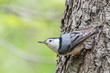 White-breasted nuthatch peers up from a tree trunk