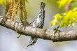 Black and white warbler peeks upside down from a branch