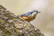 Red breasted nuthatch foraging on weeping cherry tree
