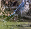 Blue jay bathing and leaping out of the water
