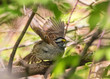 White-throated sparrow lifting wings to take off from a perch