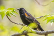Male Red winged blackbird perched on tree