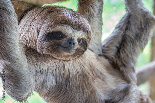 Fotomural Sloth Brown-throated, slow animal (Bradypus variegatus) Animal face close up