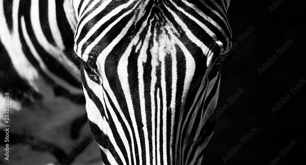 Zebra close-up portrait. Detailed view head with stripes - obrazy, fototapety, plakaty 