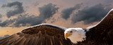composite image of a bald eagle flying at sunset