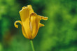 postrzępiony żółty tulipan na zielonym tle, zbliżenie na płatki kwiatu