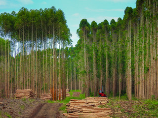 Wall Mural - Logging Equipment - Timber Harvesting