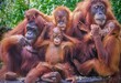 Funny portrait of a group of orangutans, including two mothers with their young offspring, enjoying a snack of sunflower seeds.