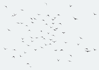 Wall Mural - silhouette of a flock of flying birds