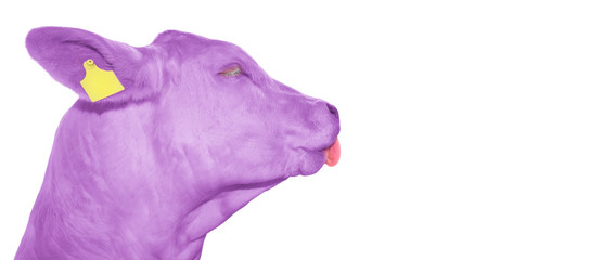 Wall Mural - Portrait of funny purple cow