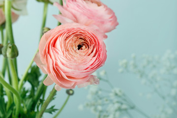 Wall Mural - Pink ranunculus flowers on blue background.