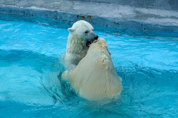 Wall Mural - Sibling wrestling in baby games. Two polar bear cubs are playing about in pool. Cute and cuddly animal kids, which are going to be the most dangerous beasts of the world