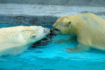 Wall Mural - Sibling wrestling in baby games. Two polar bear cubs are playing about in pool. Cute and cuddly animal kids, which are going to be the most dangerous beasts of the world