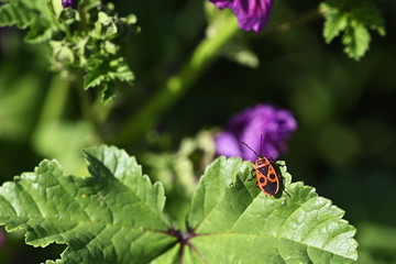 Canvas Print - Pyrrhocoris apterus - Beetle with red bushes and black polka dots on green mallow leaf with purple flower in background.