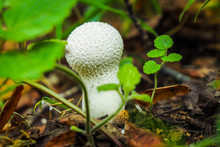 Mushroom Warted Puffball (Lycoperdon Perlatum), Close Up 