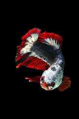 Wall Mural - Siamese fighting fish betta action movement