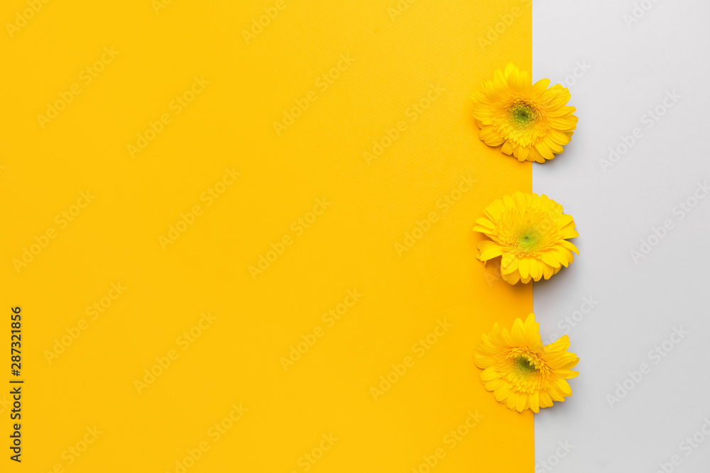 Beautiful gerbera flowers on color background