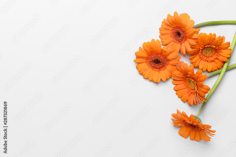 Beautiful gerbera flowers on light background