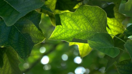 Fototapete - Green fresh leaves with back light. UHD, 4K