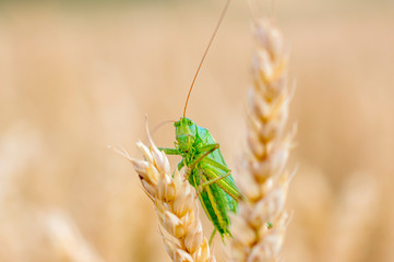 large green grass hopper cricket in the corn field