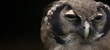 © Etna ·REC Attivo - Gufo notturno che dorme - ritratto alla fauna selvatica
