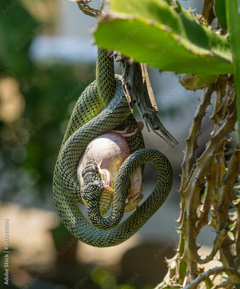Ornamental snake - jewellery tree snake (Chrysopelea paradisi) hangs on a  cactus with a big frog in his mouth. Frog has inflated to not be eaten.  close up - selected focus Stock