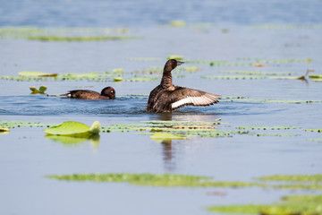 Wall Mural - ferruginous pochard, aythya nyroca